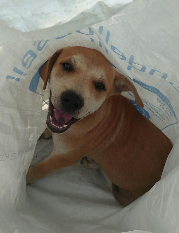 Dogilike.com :: ش͹! ˭ԧǾͧҶ١Ѵͺ˹Һҹ