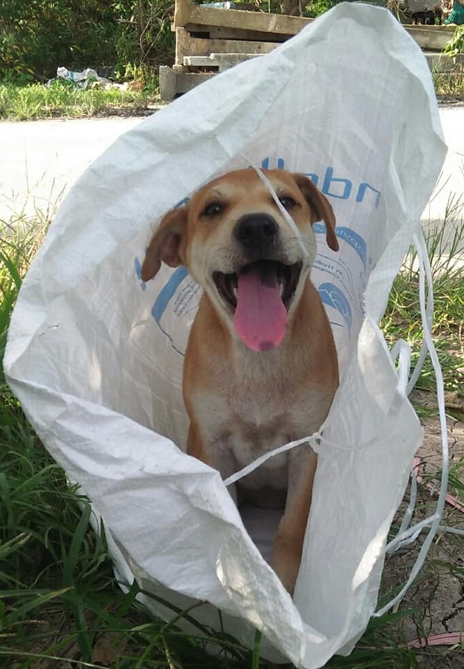 Dogilike.com :: ش͹! ˭ԧǾͧҶ١Ѵͺ˹Һҹ