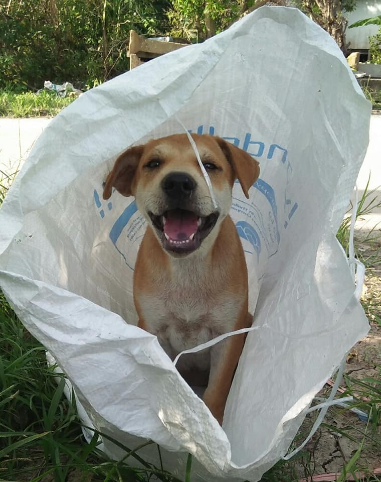 Dogilike.com :: ش͹! ˭ԧǾͧҶ١Ѵͺ˹Һҹ