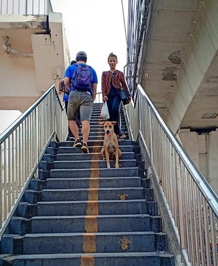 Dogilike.com :: حس᷹ͧ...ҨʹѺ˭ԧ价ӧҹ ѧ١Եôҧ