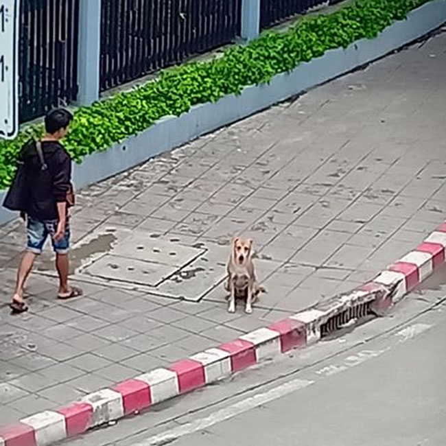 Dogilike.com :: حس᷹ͧ...ҨʹѺ˭ԧ价ӧҹ ѧ١Եôҧ