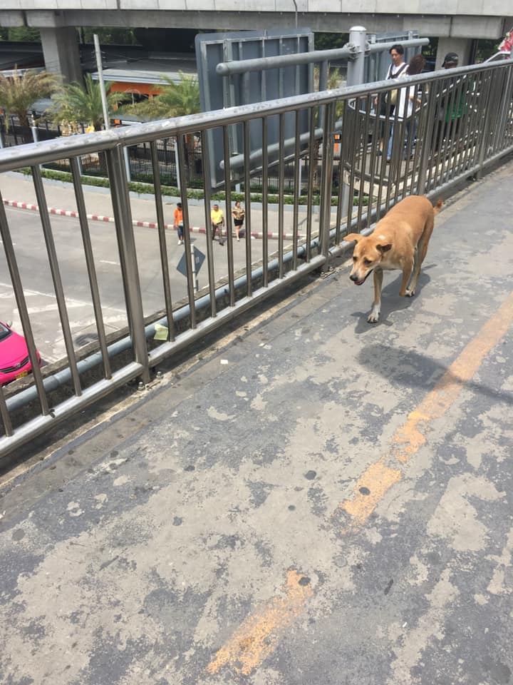 Dogilike.com :: حس᷹ͧ...ҨʹѺ˭ԧ价ӧҹ ѧ١Եôҧ