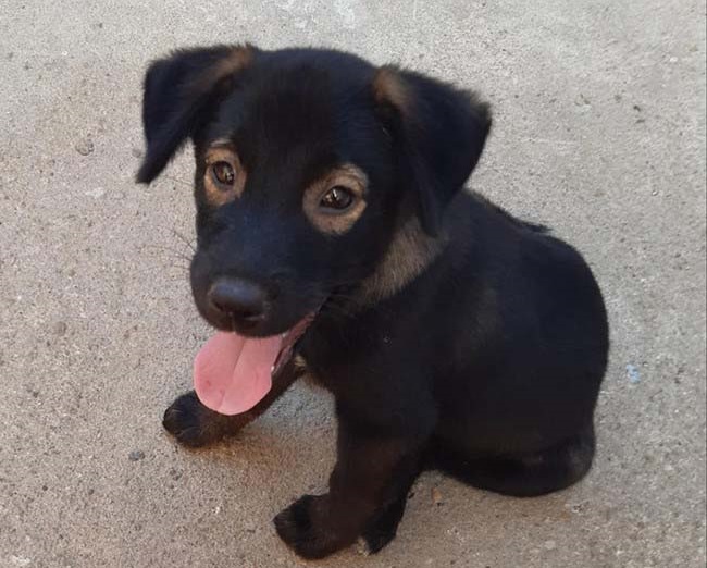 Dogilike.com :: š! ͧҺҹբչӵͺǧҤ