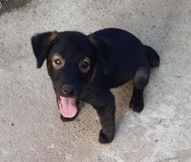 Dogilike.com :: š! ͧҺҹբչӵͺǧҤ
