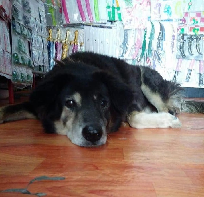 Dogilike.com :: شѾ...ҡͧպҹ١ʹԵҧ