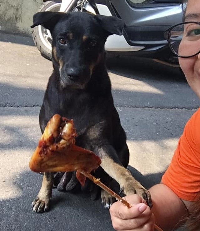 Dogilike.com :: ˭ԧ˵ءó...СԴҢ١Թ