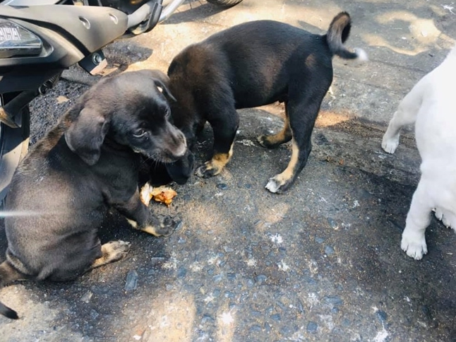 Dogilike.com :: ˭ԧ˵ءó...СԴҢ١Թ