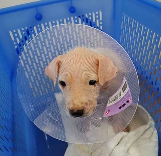 Dogilike.com :: ҵٺ١§ѡ