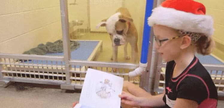 Dogilike.com :: آҧ...  ҹ˹ѧͧҹѧ