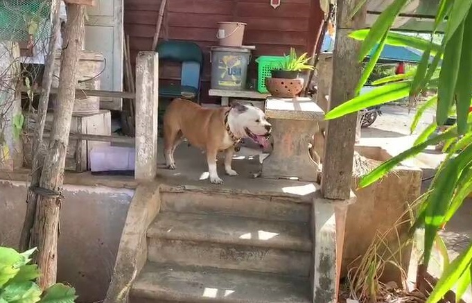 Dogilike.com :: عѢشѴç¹ ѹ餹