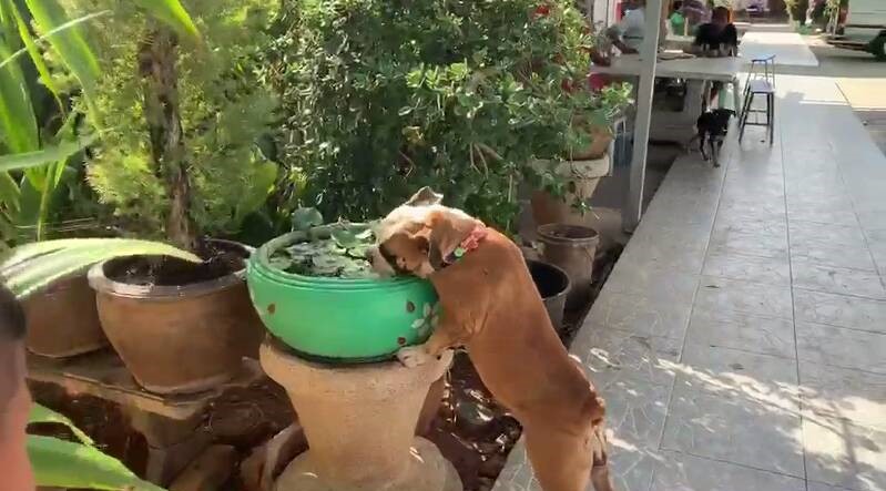 Dogilike.com :: عѢشѴç¹ ѹ餹