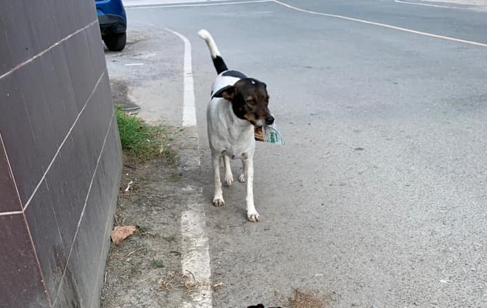 Dogilike.com :: ͡Թ! ҨʹͺҺͧšǷءѹ