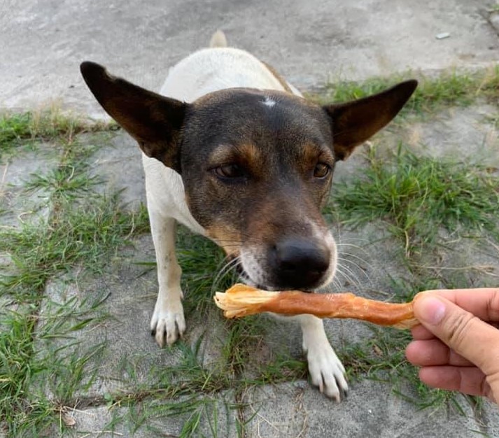 Dogilike.com :: ͡Թ! ҨʹͺҺͧšǷءѹ