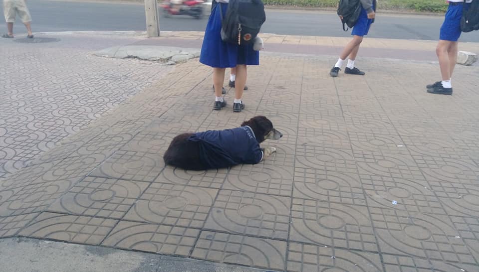 Dogilike.com :: شѾ...ҡͧպҹ١ʹԵҧ