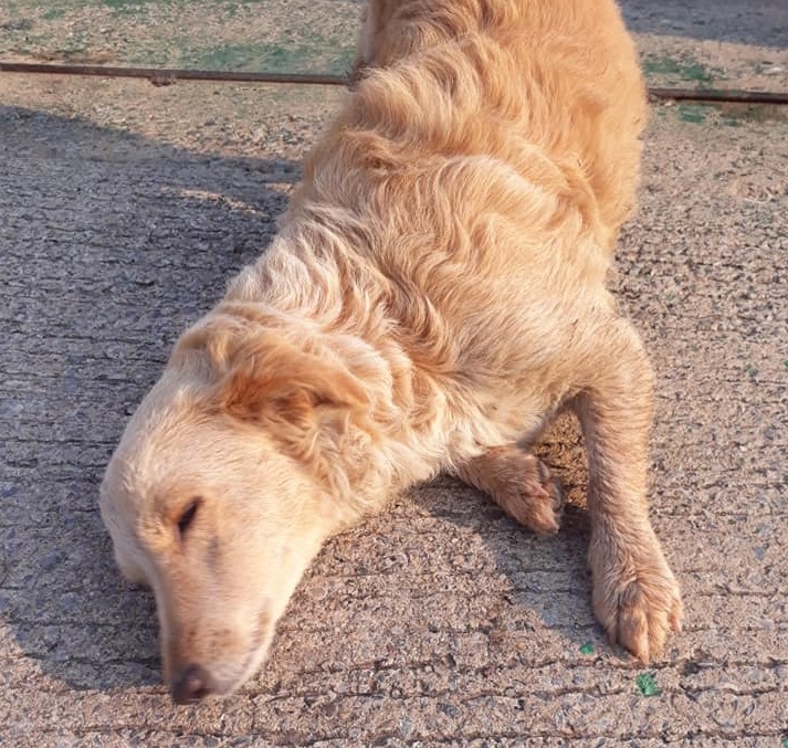 Dogilike.com :: พลิกแผ่นดินหา! หลังเจ้าตูบหายออกจากบ้านนาน 6 วัน 