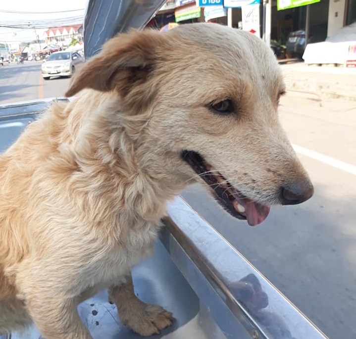 Dogilike.com :: พลิกแผ่นดินหา! หลังเจ้าตูบหายออกจากบ้านนาน 6 วัน 