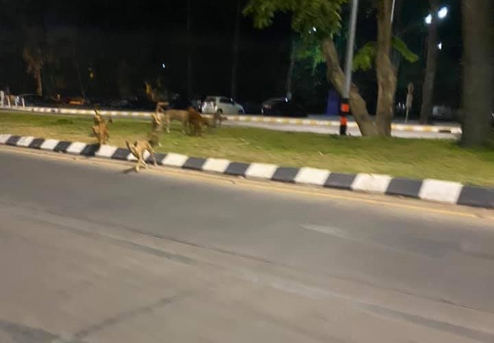 Dogilike.com :: ต้องหนีสุดฤทธิ์! เมื่อนักเรียนอยากลองแชะภาพกับหมาจร