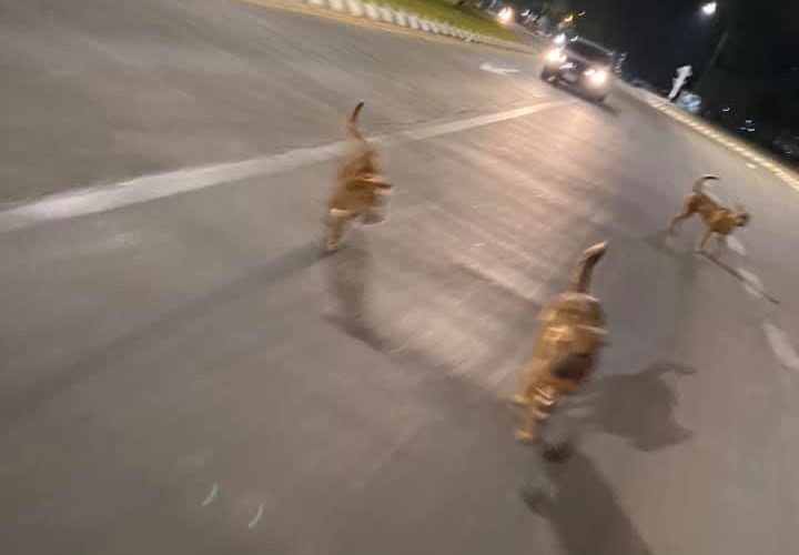 Dogilike.com :: ต้องหนีสุดฤทธิ์! เมื่อนักเรียนอยากลองแชะภาพกับหมาจร