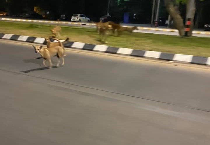 Dogilike.com :: ต้องหนีสุดฤทธิ์! เมื่อนักเรียนอยากลองแชะภาพกับหมาจร