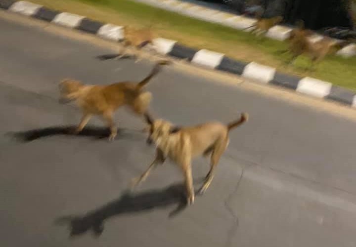 Dogilike.com :: ต้องหนีสุดฤทธิ์! เมื่อนักเรียนอยากลองแชะภาพกับหมาจร