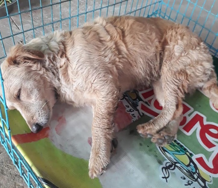 Dogilike.com :: พลิกแผ่นดินหา! หลังเจ้าตูบหายออกจากบ้านนาน 6 วัน 