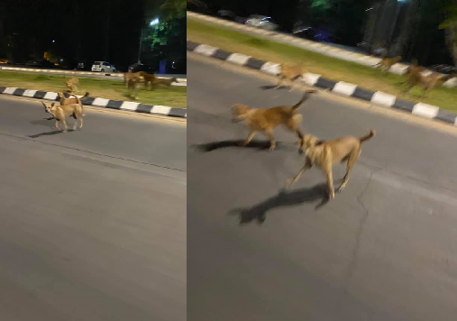 Dogilike.com :: ต้องหนีสุดฤทธิ์! เมื่อนักเรียนอยากลองแชะภาพกับหมาจร