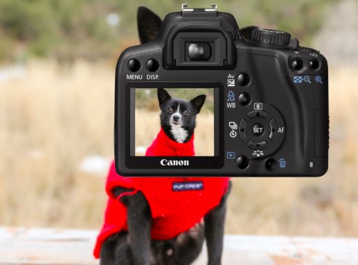 Dogilike.com :: คำถามคาใจทาสหมา จริง ๆ แล้วน้องหมาชอบถ่ายรูปรึเปล่านะ?