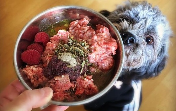 Dogilike.com :: 5 ĵԡش Шзͧǹ!
