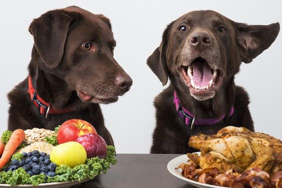 Dogilike.com :: 5 ĵԡش Шзͧǹ!
