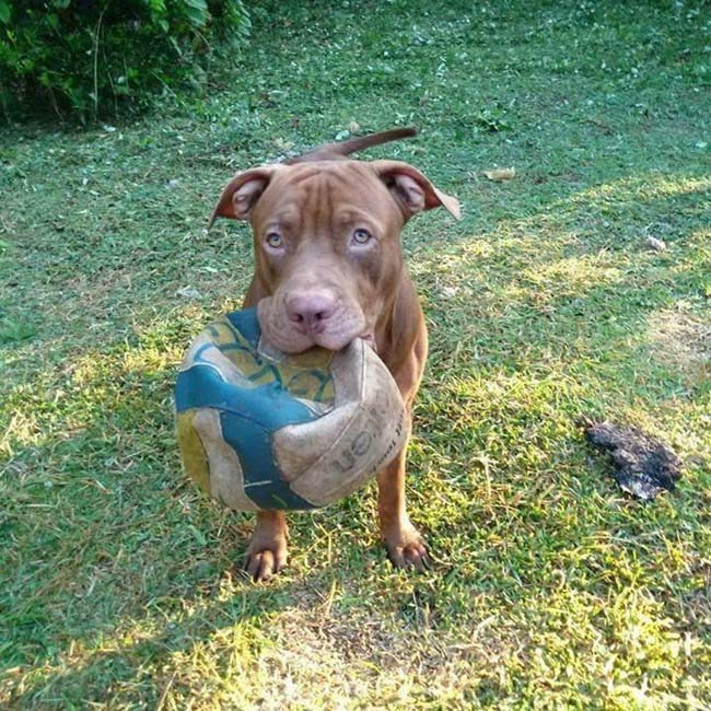 Dogilike.com :: ҹѡҺ! ͺҢͧءѹ