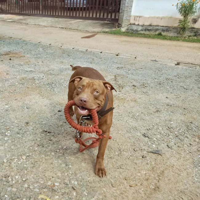 Dogilike.com :: ҹѡҺ! ͺҢͧءѹ