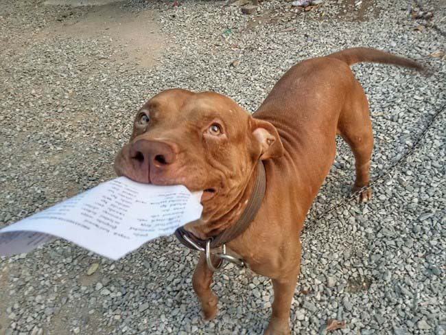 Dogilike.com :: ҹѡҺ! ͺҢͧءѹ