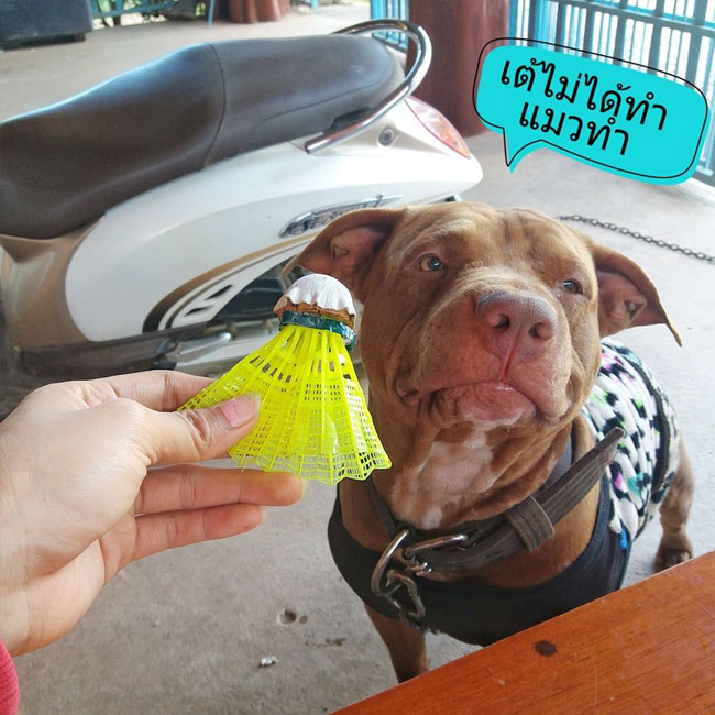 Dogilike.com :: ҹѡҺ! ͺҢͧءѹ