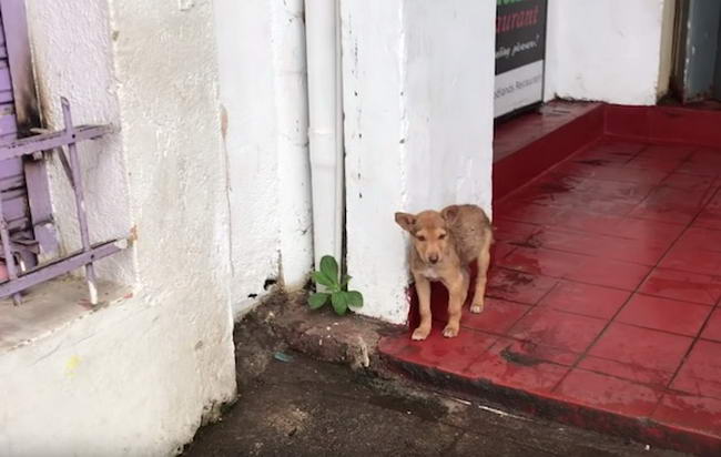 Dogilike.com :: ʧèѺ...ͧҨ觢ͤͨҡ餹 ѧͧҧҧҡ˹ҹҹ