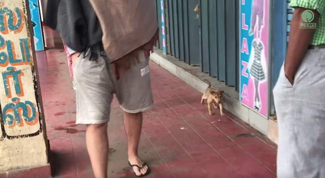 Dogilike.com :: ʧèѺ...ͧҨ觢ͤͨҡ餹 ѧͧҧҧҡ˹ҹҹ