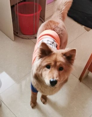 Dogilike.com :: Ѥ ǹ͡Ƿ
