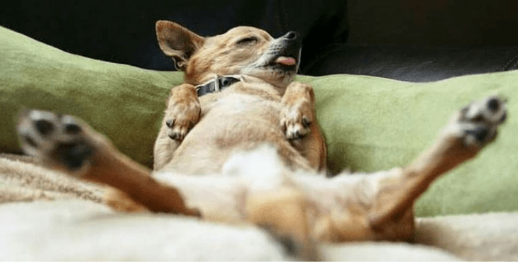 Dogilike.com :: รู้หรือไม่ ... น้องหมาไม่ยอมนอนหงายท้องในทุกที ทุกเวลา