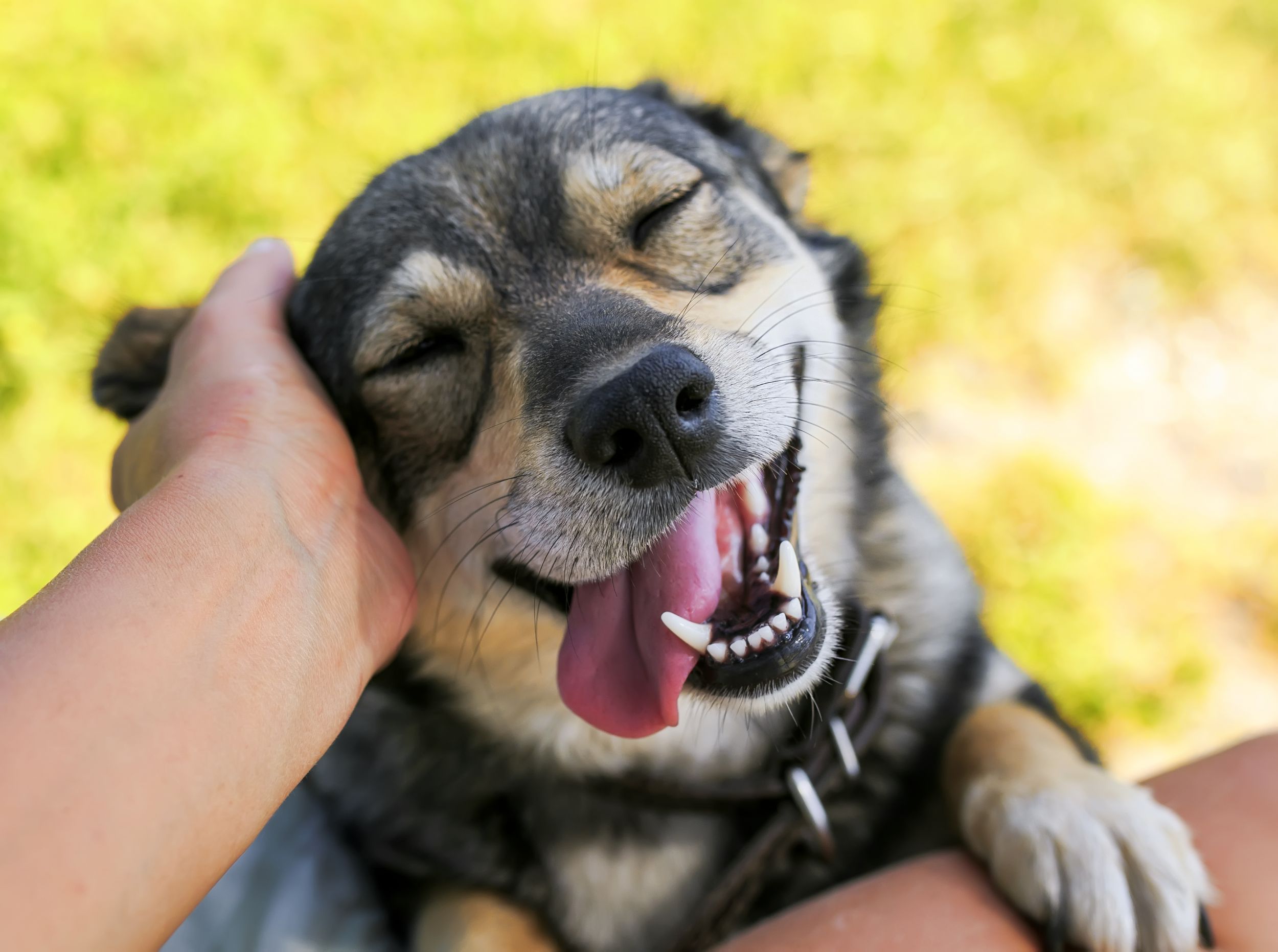 Dogilike.com :: ปรับพฤติกรรมหมาแบบ พลังบวก ได้ผลกว่าฝึกด้วยการบังคับ