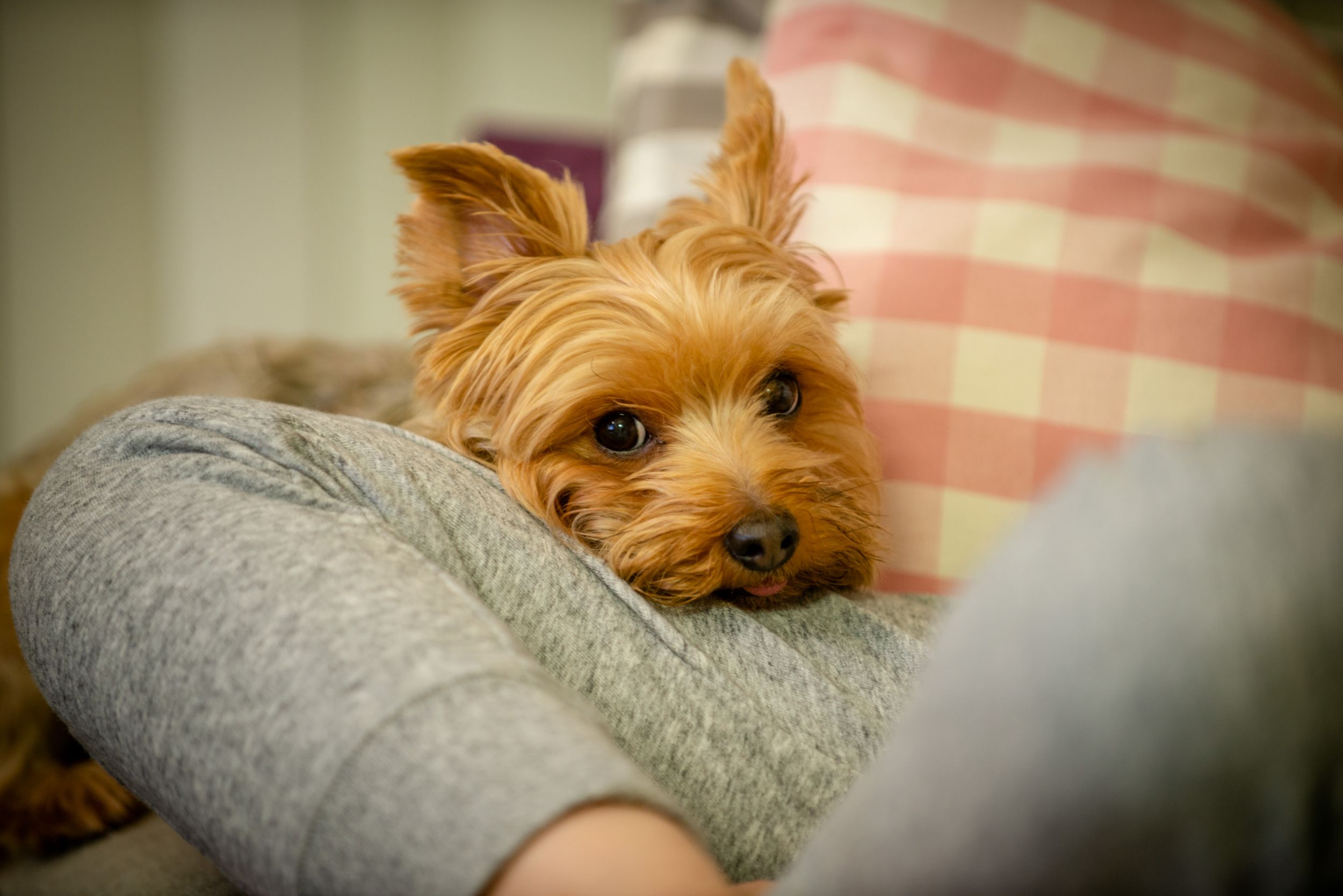 Dogilike.com ::  ˵ؼŷ  ͧŵͧ ԴԴ!
