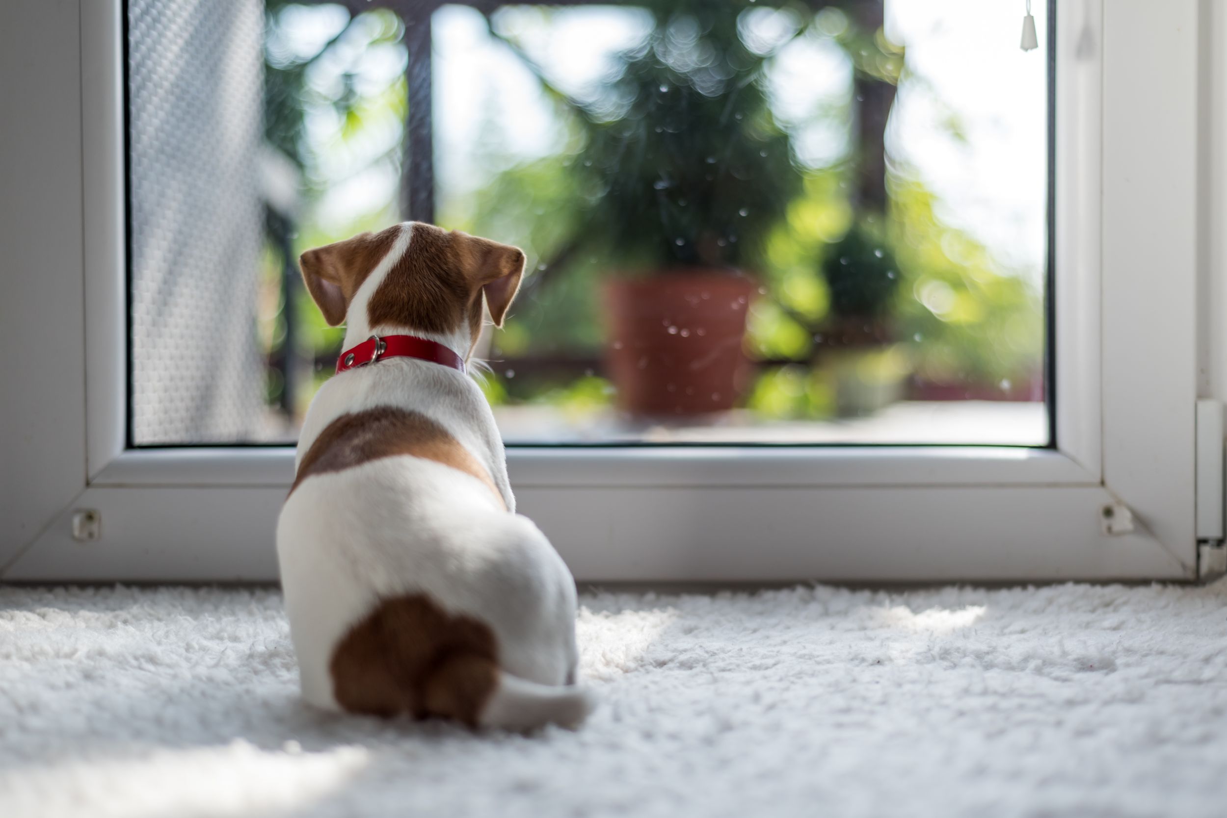 Dogilike.com ::  ˵ؼŷ  ͧŵͧ ԴԴ!