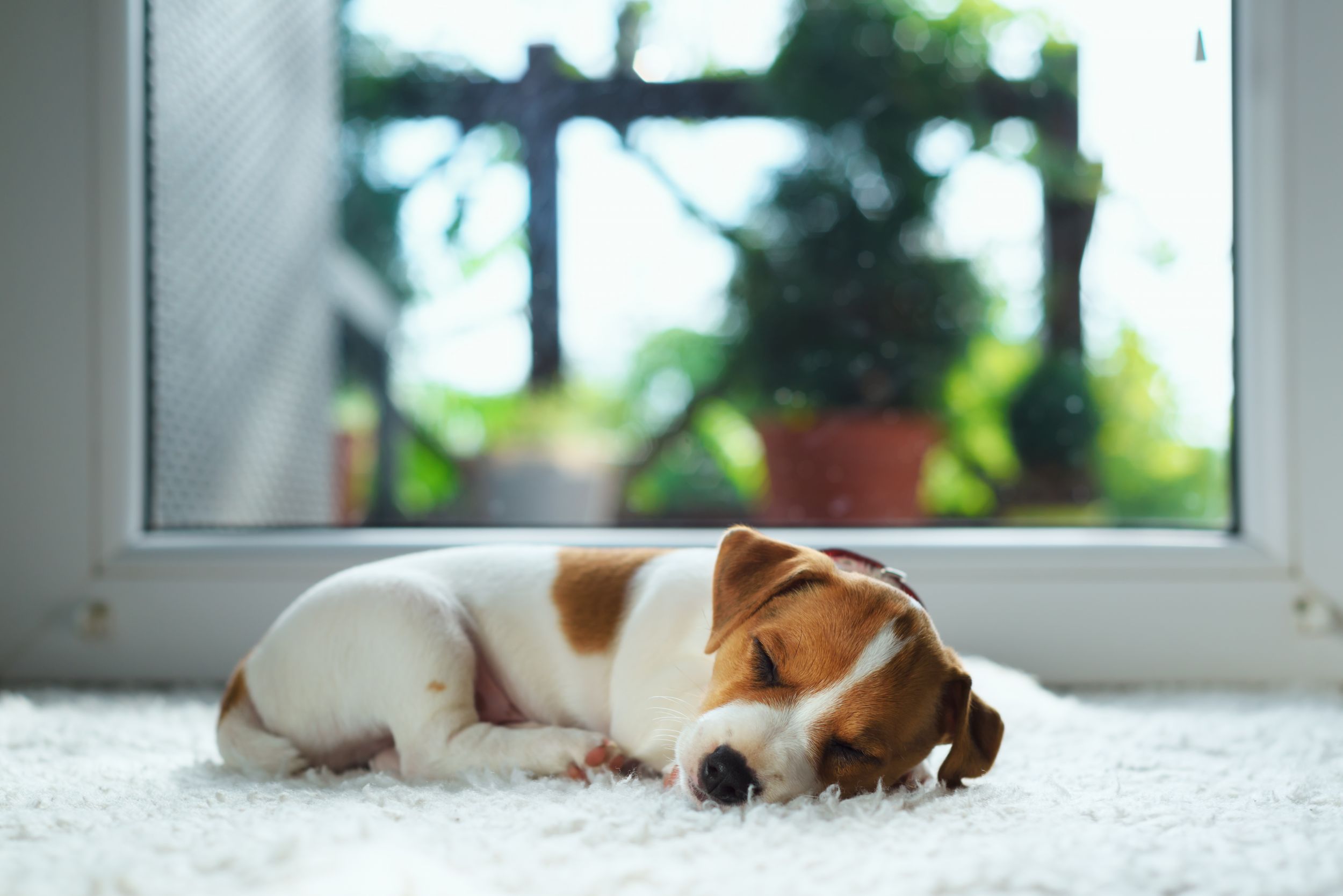 Dogilike.com :: 5 ͻԺѵԷŴ§ͧҵͧ㹪ǧԴкҴ