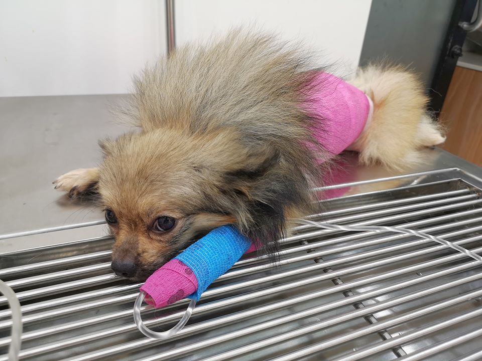 Dogilike.com ::  .. ѧк ͹ҢͧʴѺԴͺ