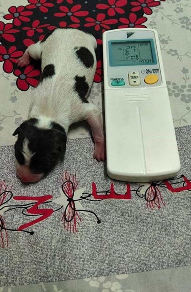 Dogilike.com :: 㨴աҨ ѧ١觤ʹҧ