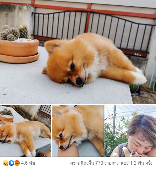 Dogilike.com :: ͹ ... ҹѴ͹㹡ç ҧԴлѺاҹ