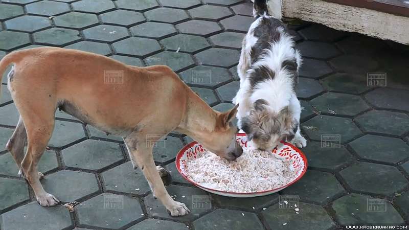 Dogilike.com :: ʨ跹! 鹻͹ʵԪǺҹҹһѴ
