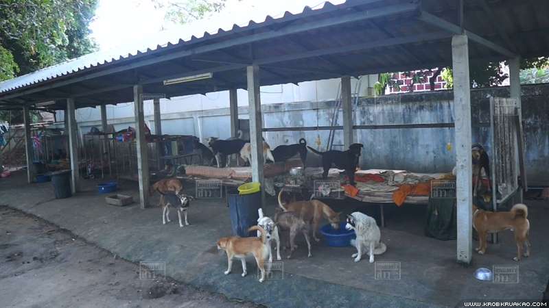 Dogilike.com :: ʨ跹! 鹻͹ʵԪǺҹҹһѴ