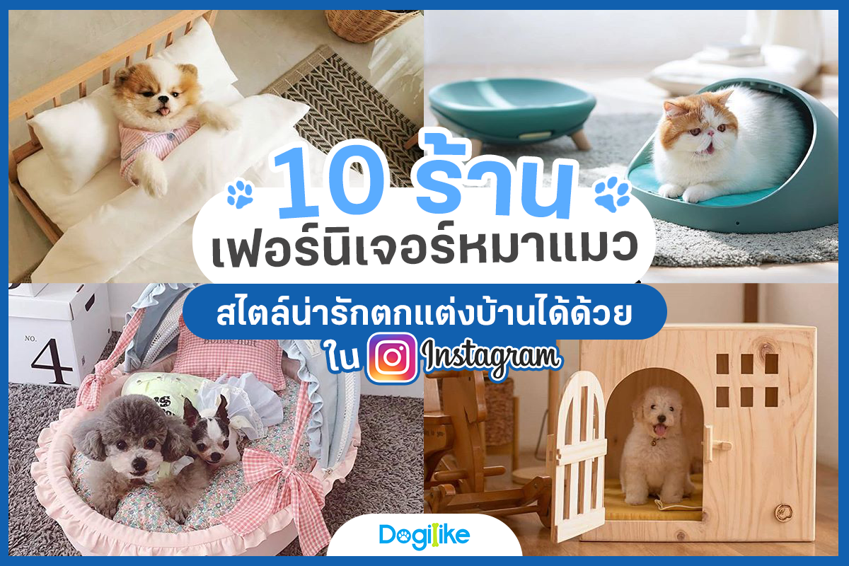 Dogilike.com :: Review 10 ҹ ѡ觺ҹҡ Instagram 