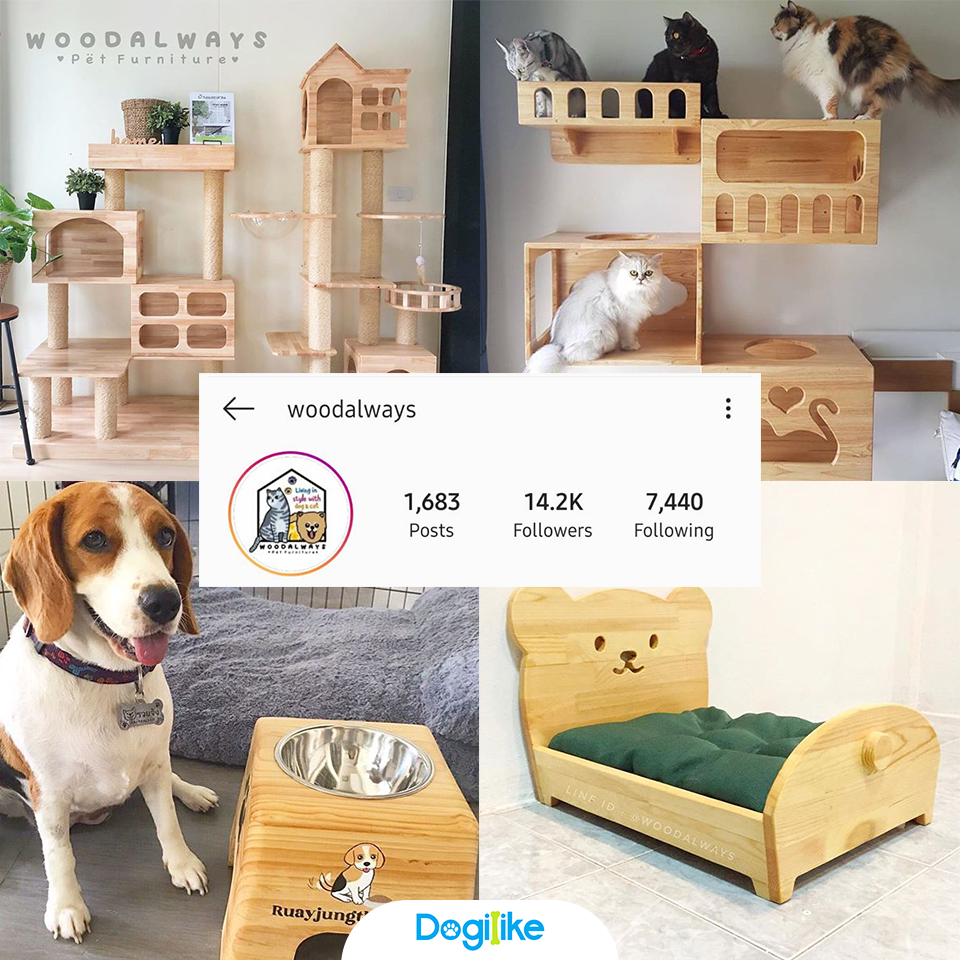 Dogilike.com :: Review 10 ҹ ѡ觺ҹҡ Instagram 