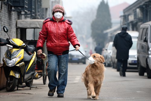 Dogilike.com :: Warning! 7 Ըջͧѹ PM 2.5 Ңͧͧҵͧ