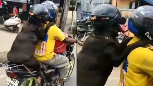 Dogilike.com :: Ԩó˹ѡ! Իٺǡѹͤ͹ . ʹ¨ԧ?